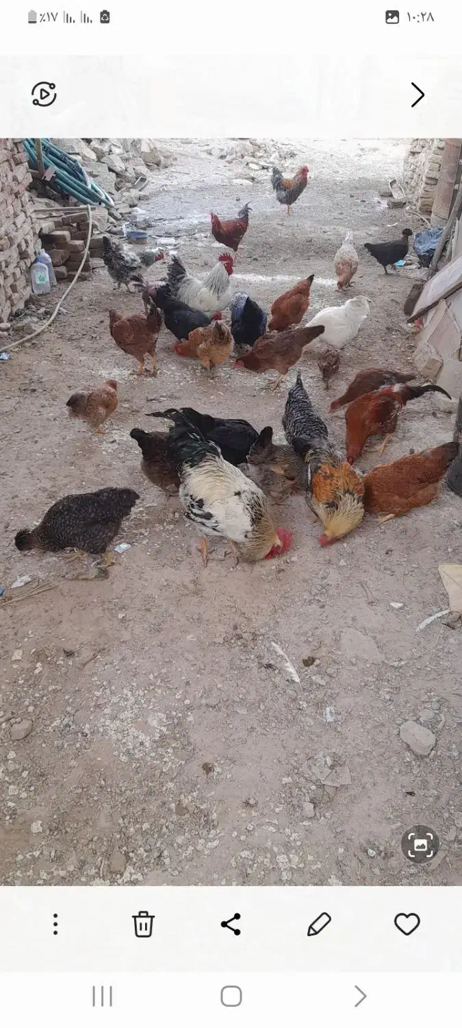 خروس محلی|حیوانات مزرعه|کنگاور, |دیوار