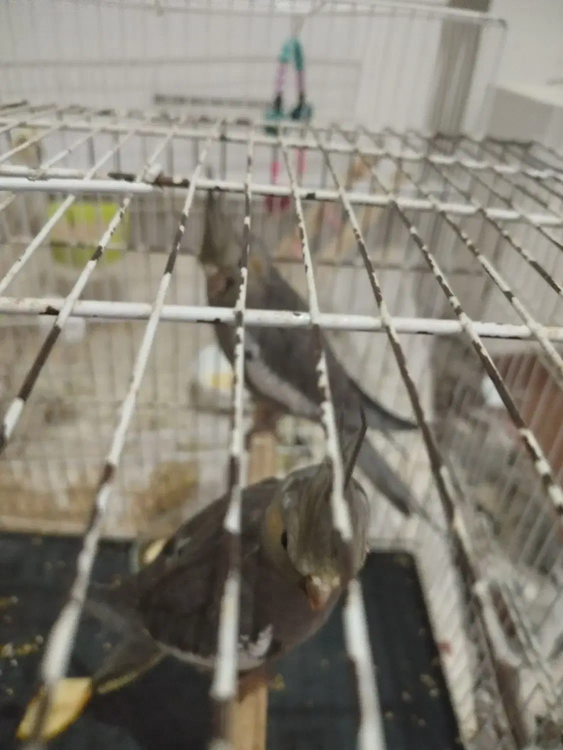 عروس هلندی|پرنده|مشهد, رده|دیوار