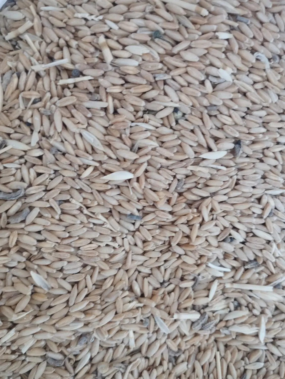 گندم|خوردنی و آشامیدنی|اراک, |دیوار
