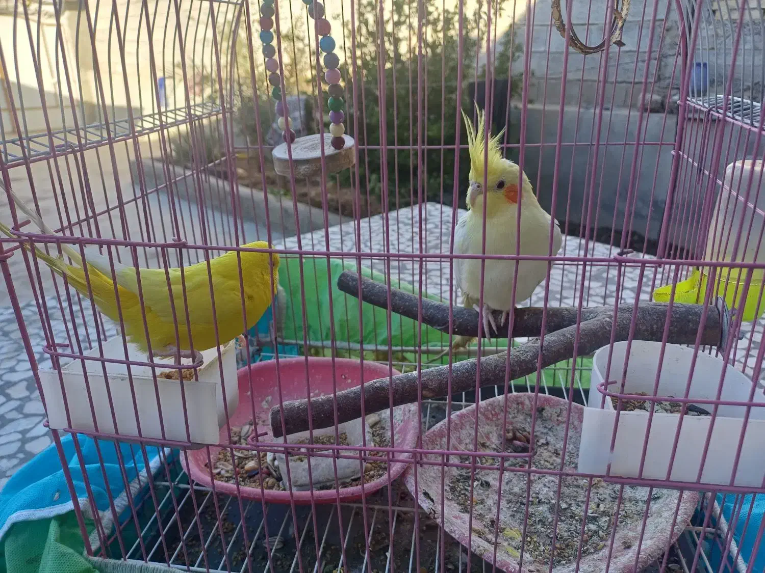 مرغ عشق|پرنده|لنده, |دیوار