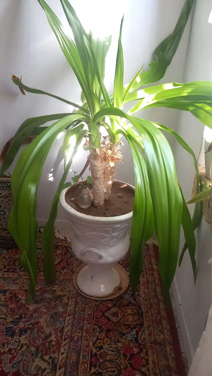 گل موزی|گل و گیاه طبیعی|ماهان, |دیوار