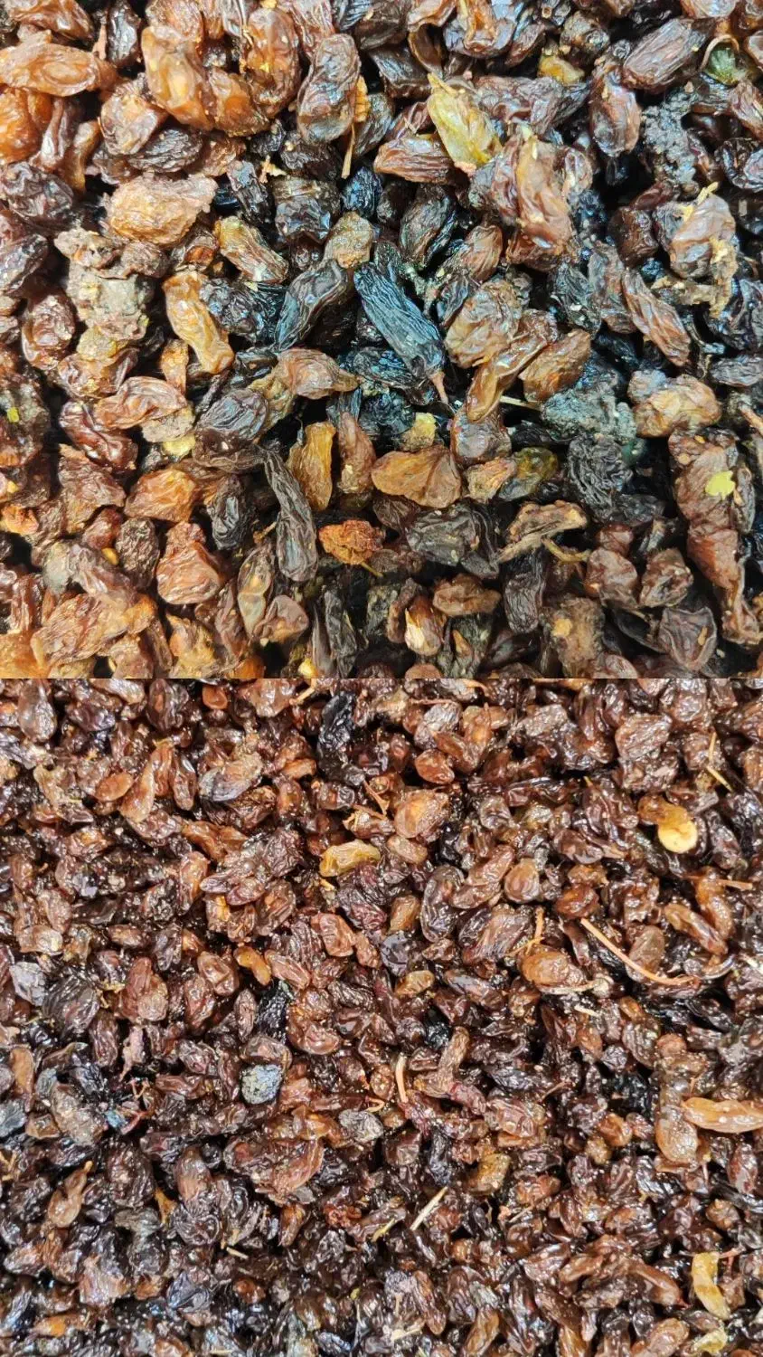 کشمش کاشمری پاک 155 و خرما ضایعات|خوردنی و آشامیدنی|مشهد, عامل|دیوار