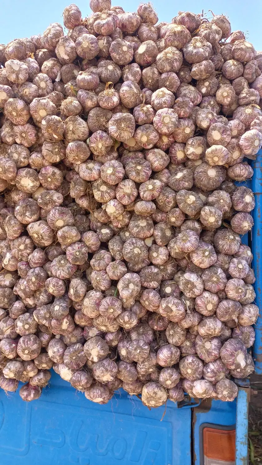 سیرتازه|خوردنی و آشامیدنی|رشت, خمیران زاهدان|دیوار