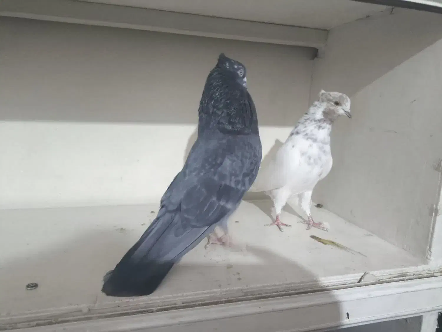 کبوتر|پرنده|کرج, برغان|دیوار