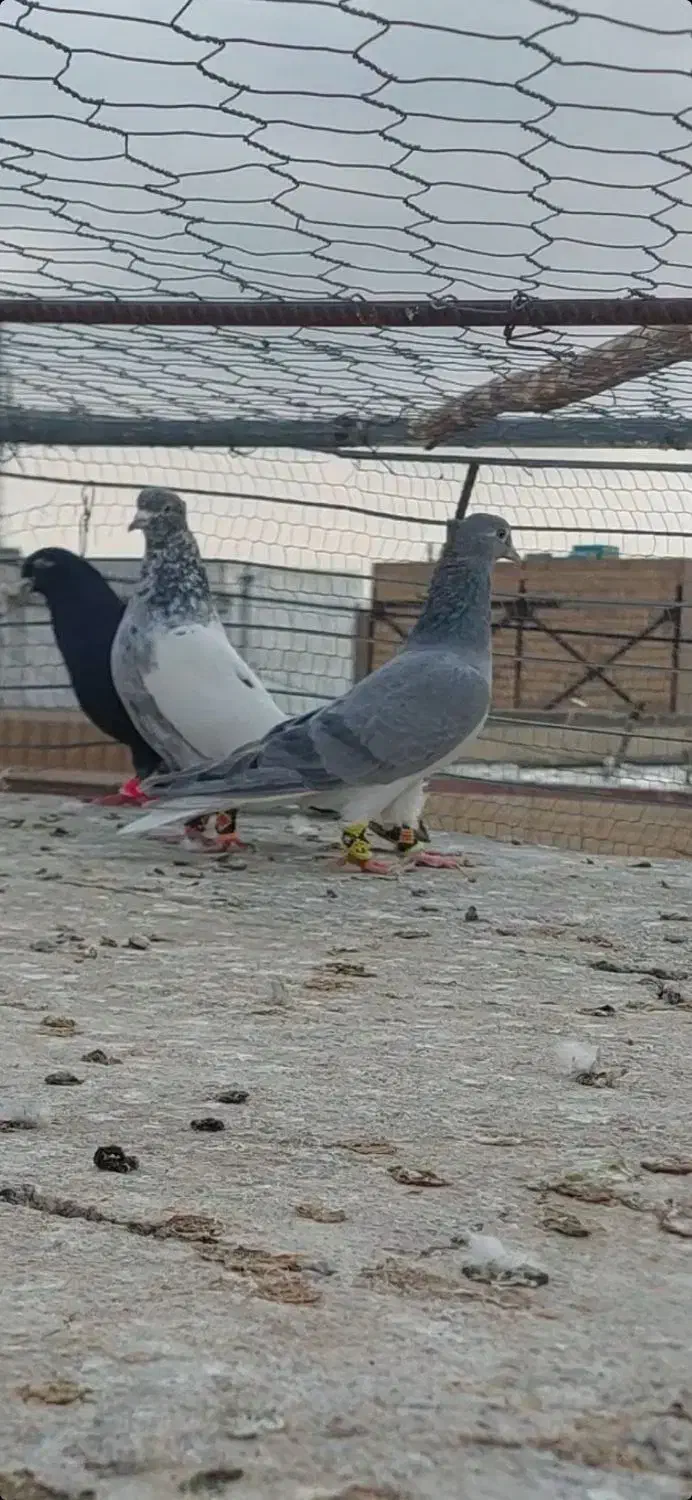 کبوتر|پرنده|شیروان (خراسان), |دیوار