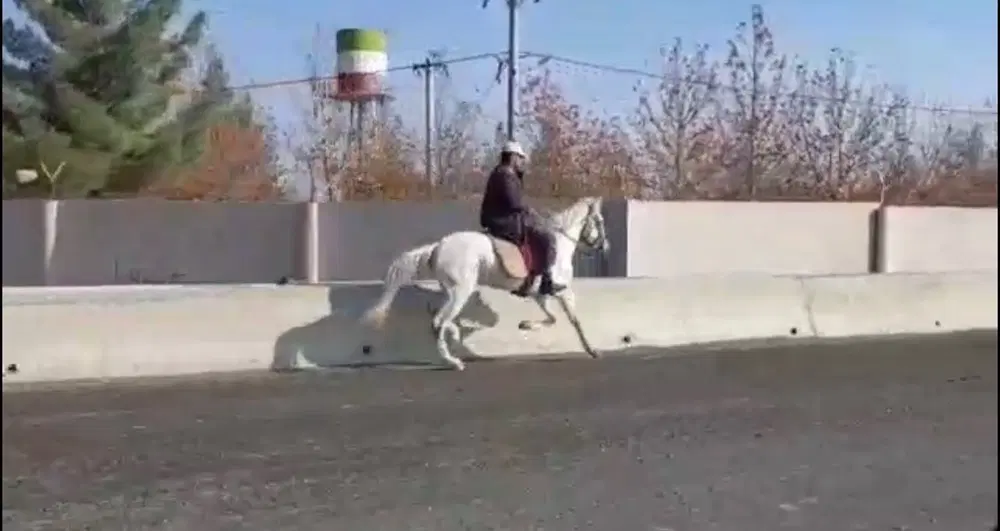 اسب|اسب و تجهیزات اسب‌سواری|گرگان, |دیوار
