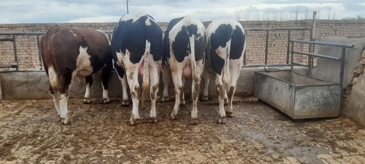 گوساله نرچاق|حیوانات مزرعه|قزوین, |دیوار