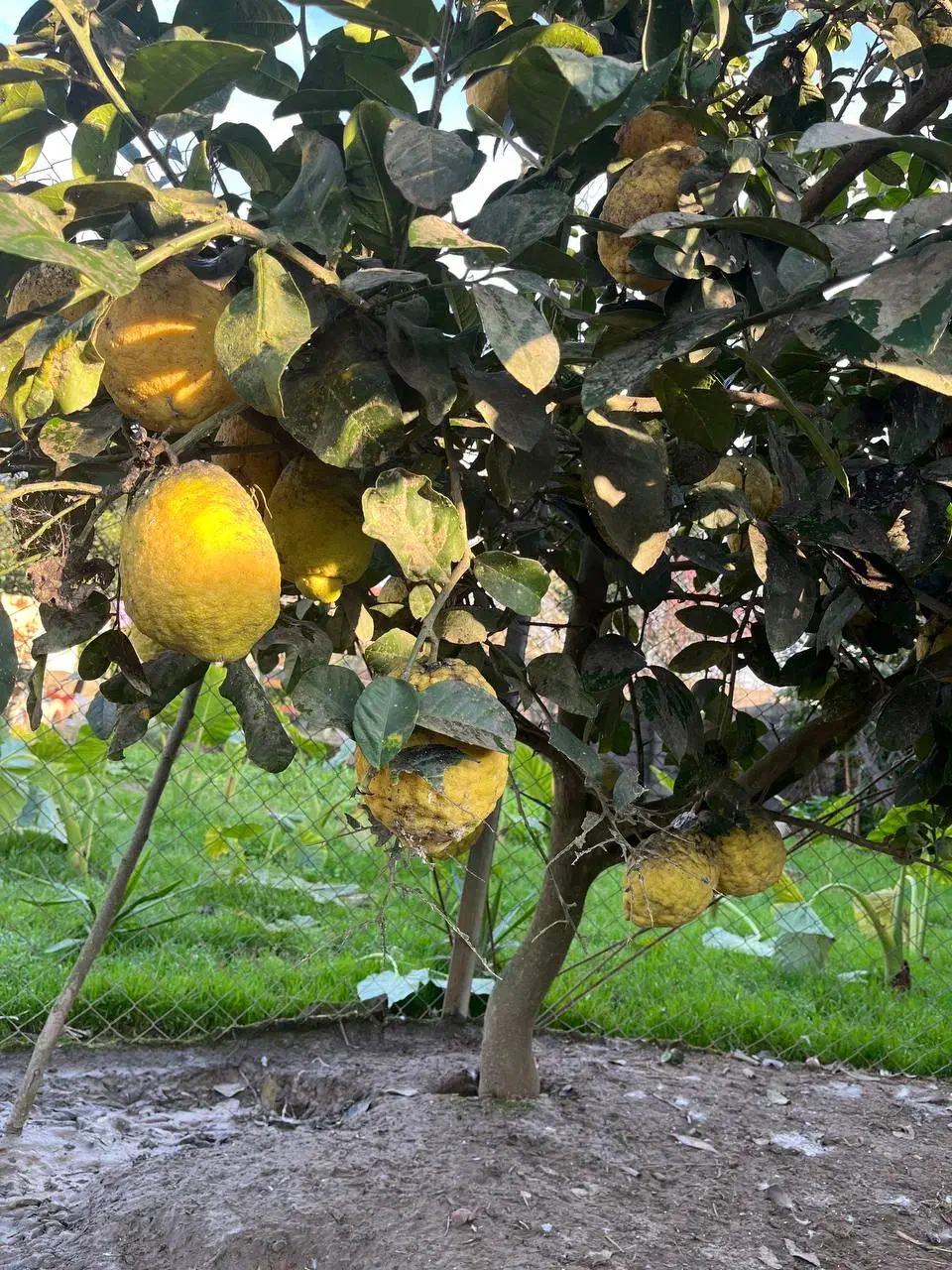 بالنگ|خوردنی و آشامیدنی|تولم شهر, |دیوار