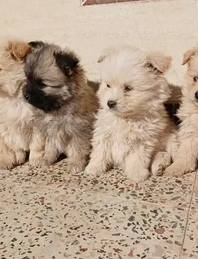 سگ بازیگوش|سگ|تربت جام, والفجر|دیوار