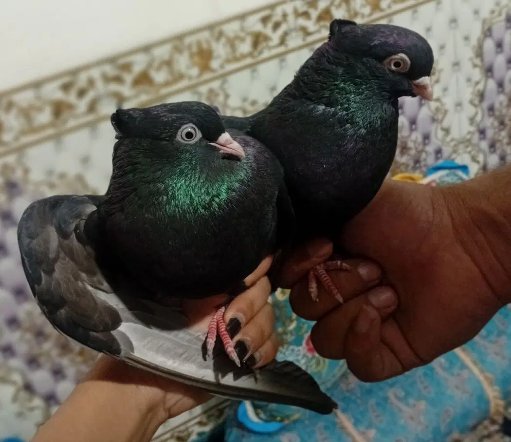۲۲۲|پرنده|ریگان, |دیوار