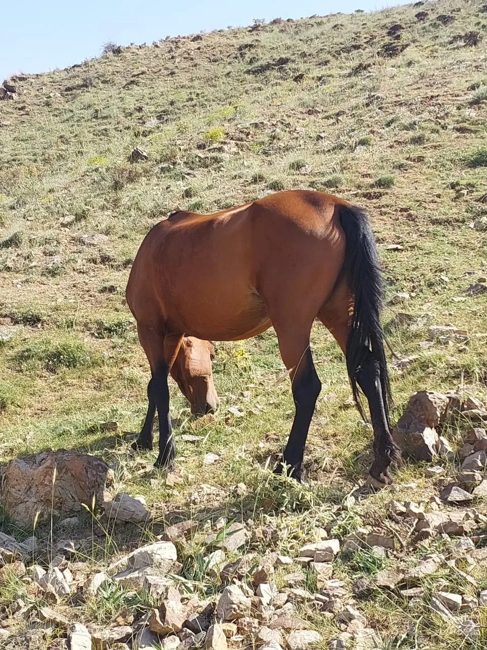 اسب|اسب و تجهیزات اسب‌سواری|کوهسار (البرز), |دیوار