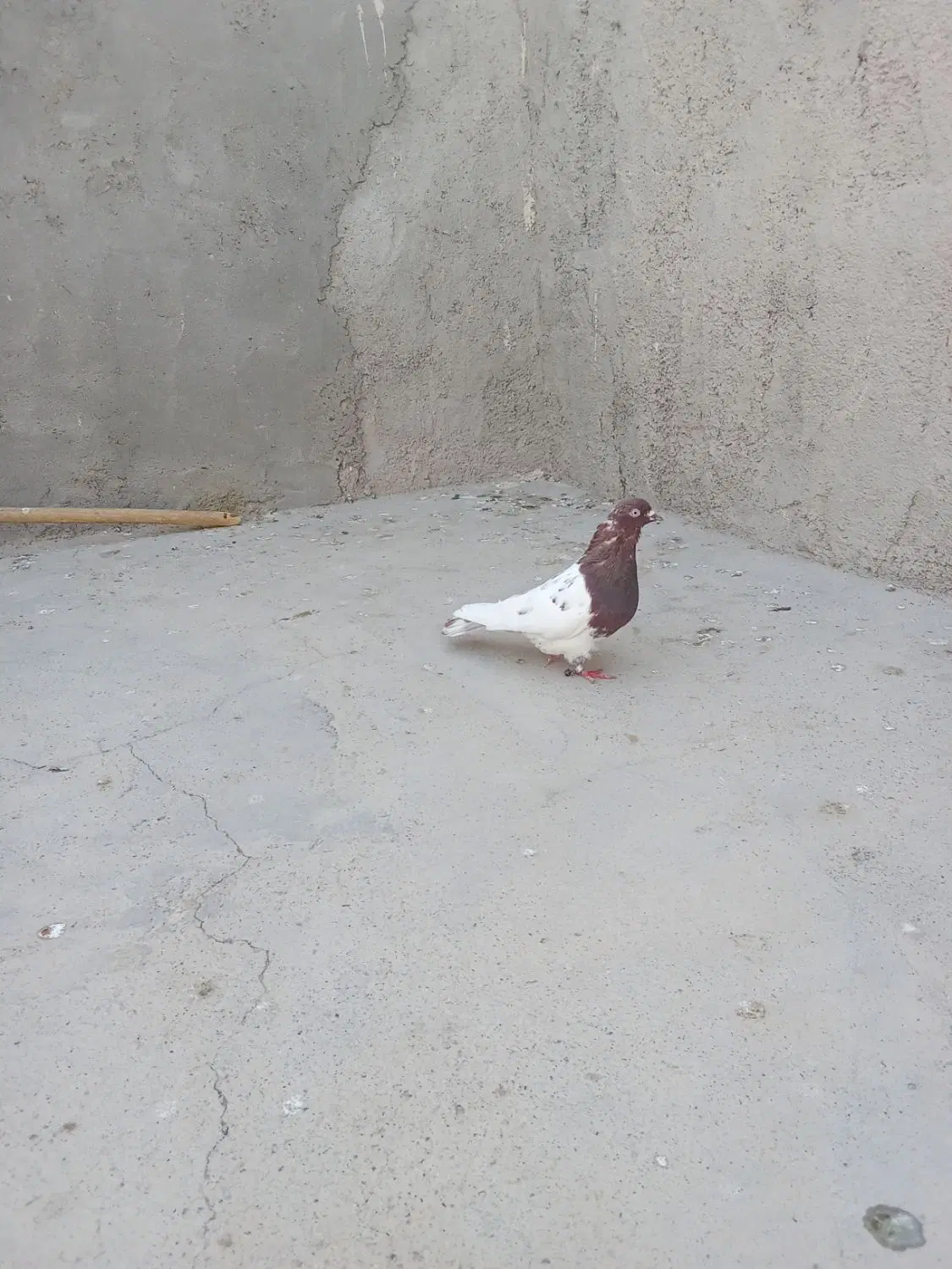 گرفتنی|پرنده|زابل, |دیوار