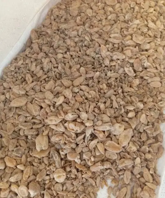 ثعلب|خوردنی و آشامیدنی|خلخال, |دیوار