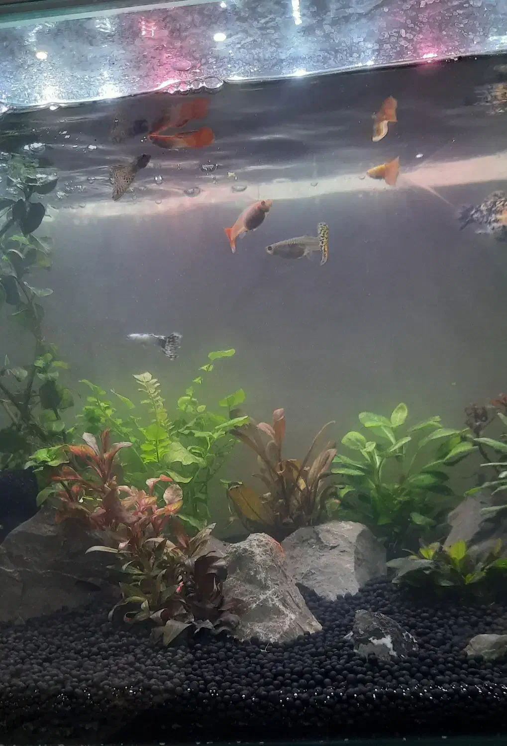 آکواریوم|ماهی|خمینی‌شهر, |دیوار