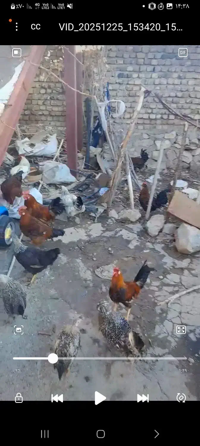 خروس محلی|حیوانات مزرعه|نورآباد, |دیوار