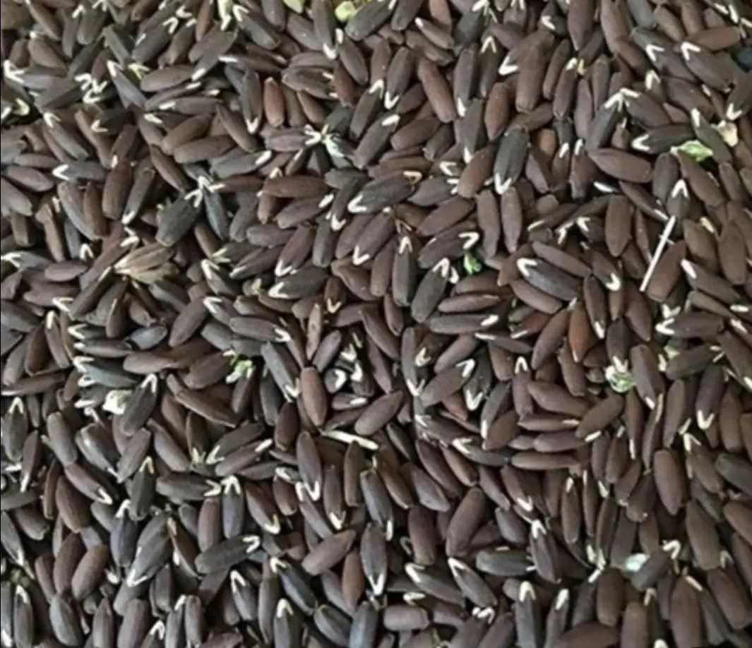 بذرک|خوردنی و آشامیدنی|مرند, |دیوار