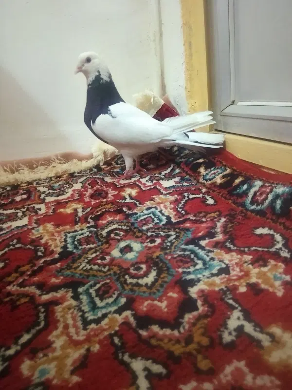 قوطی|پرنده|سراب, |دیوار