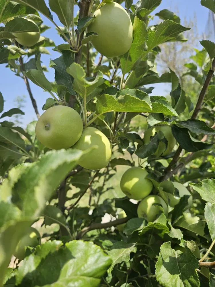 باغچه|فروش زمین و ملک کلنگی|طالقان, |دیوار