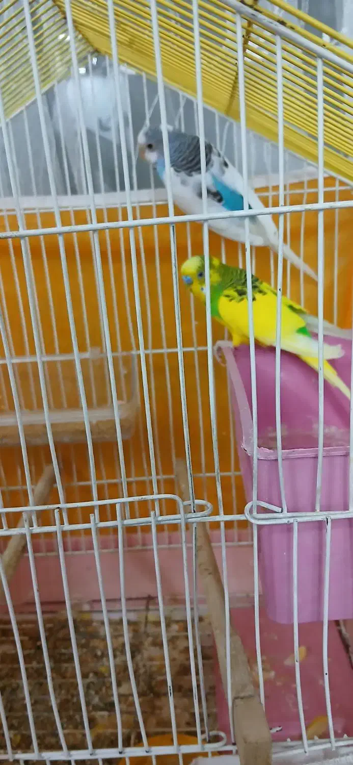 فروشی|پرنده|خمینی‌شهر, |دیوار