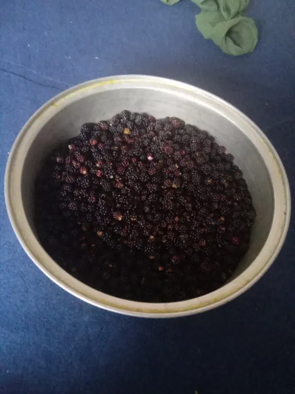 تمشک|خوردنی و آشامیدنی|گرگان, |دیوار