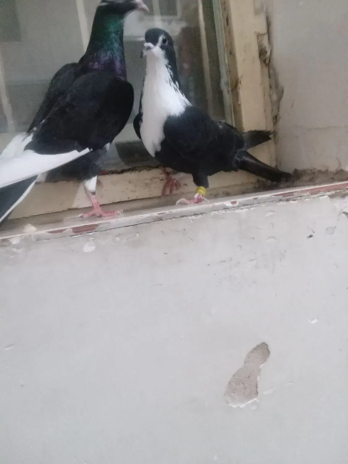 ستا کفتر|پرنده|چناران, |دیوار