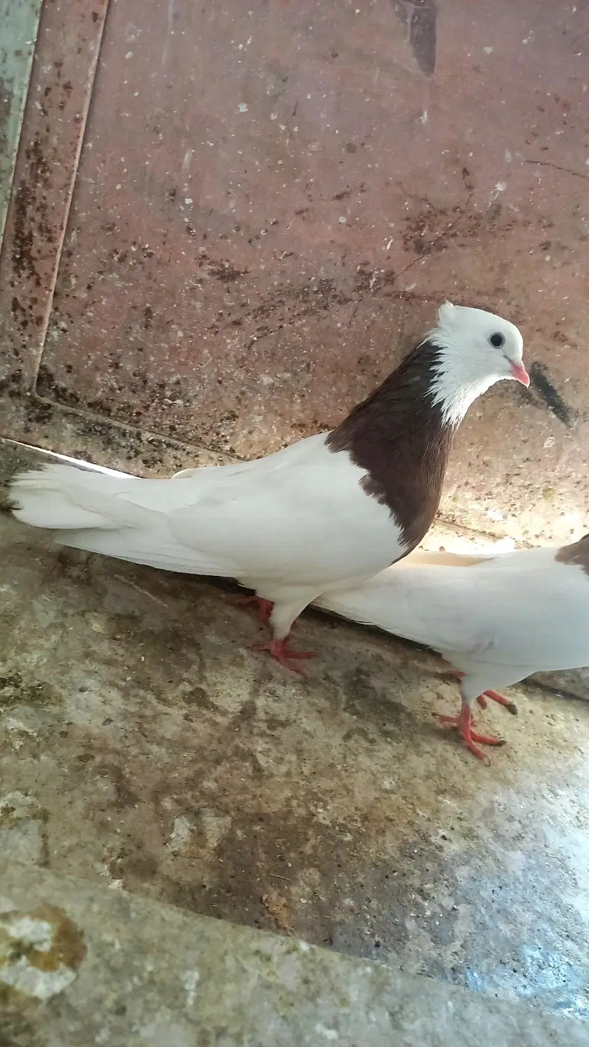 طوقی|پرنده|چگنی, |دیوار