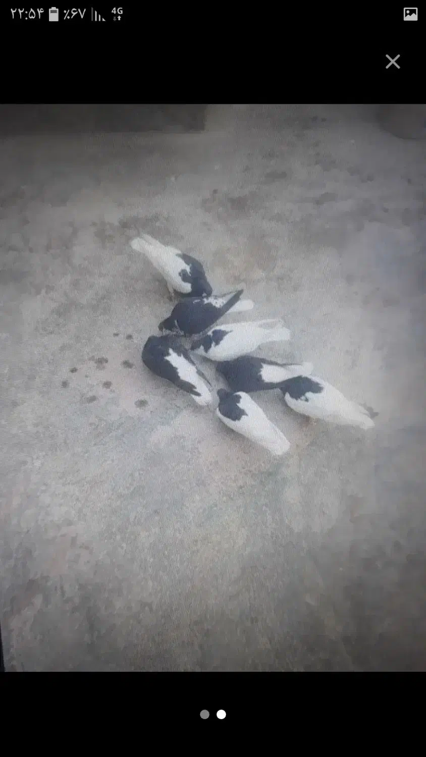 کفترخال|پرنده|نیشابور, بنیاد شهید|دیوار