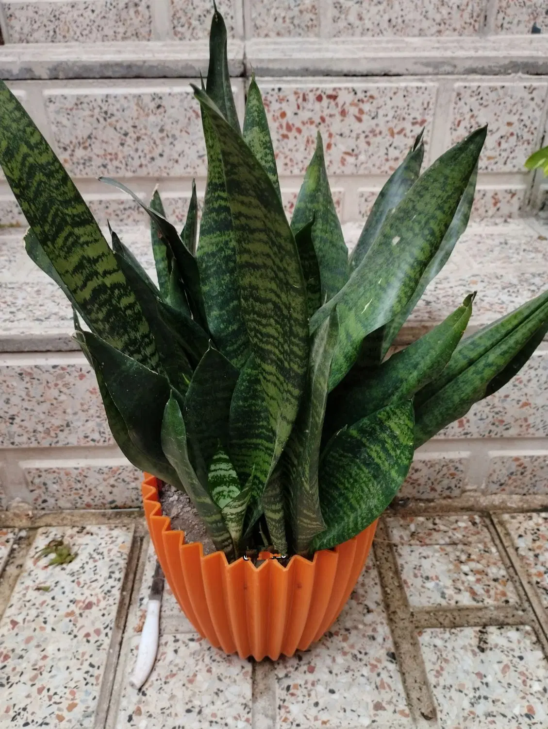 گل ۱۵۰|گل و گیاه طبیعی|رشت, تازه آباد|دیوار