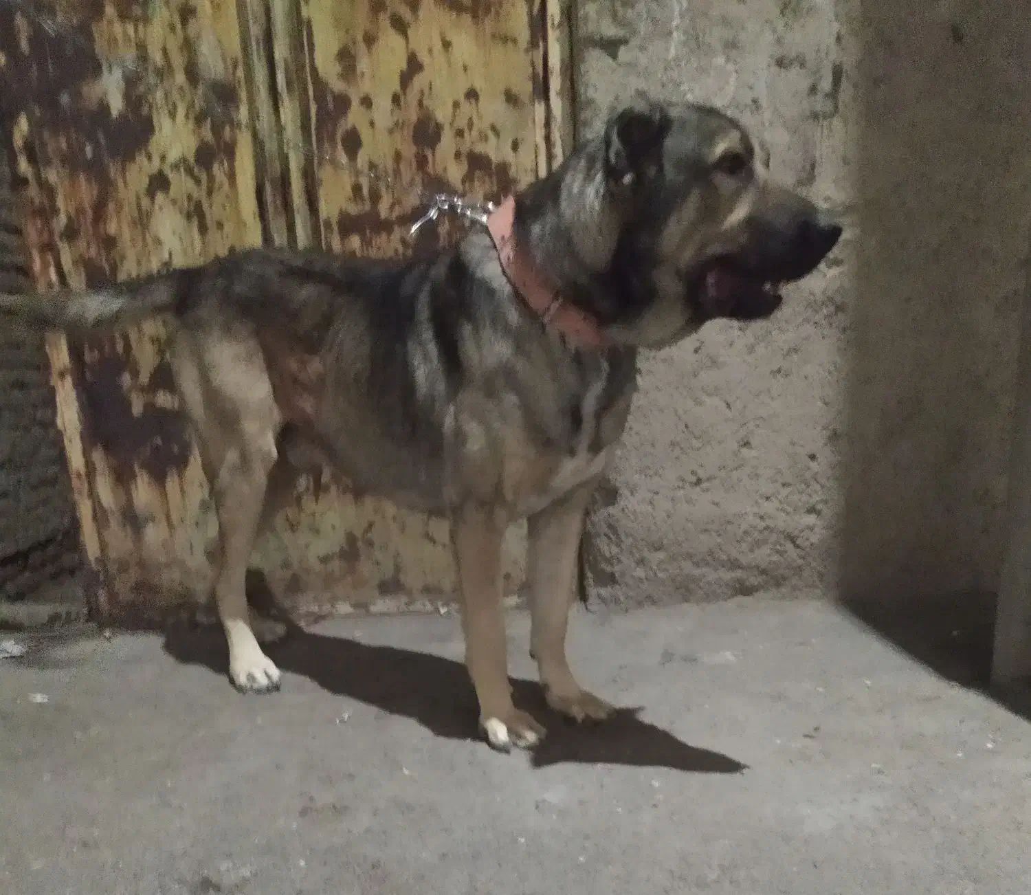 جفت یابی|سگ|ملارد, |دیوار