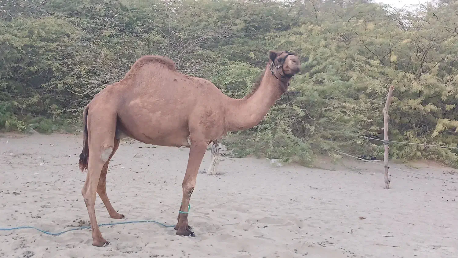 جاسک|حیوانات مزرعه|جاسک, |دیوار