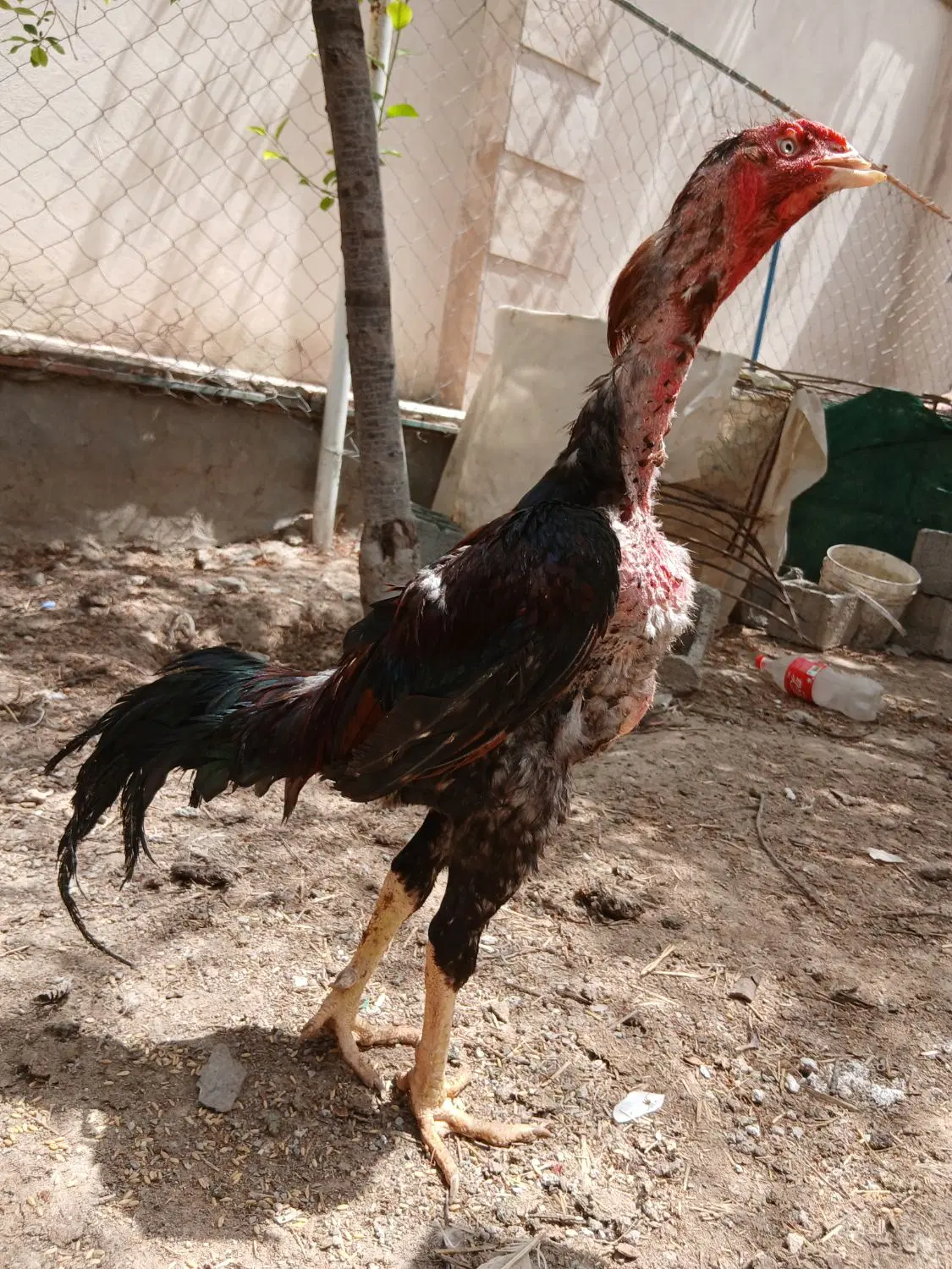 لاری|حیوانات مزرعه|شهریار, شهرک بهاران (ویره)|دیوار