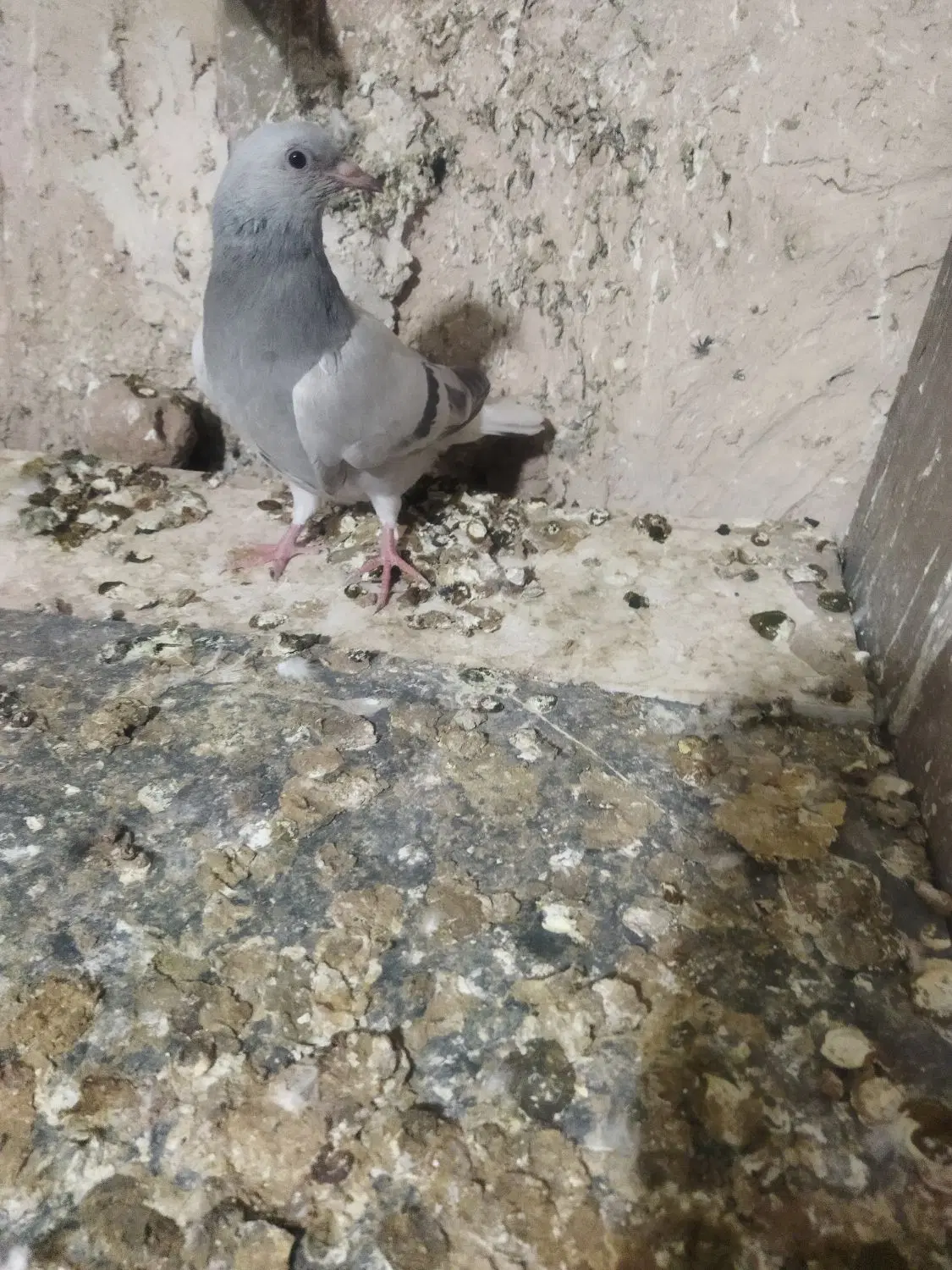کبوتر|پرنده|شیراز, دودمان|دیوار