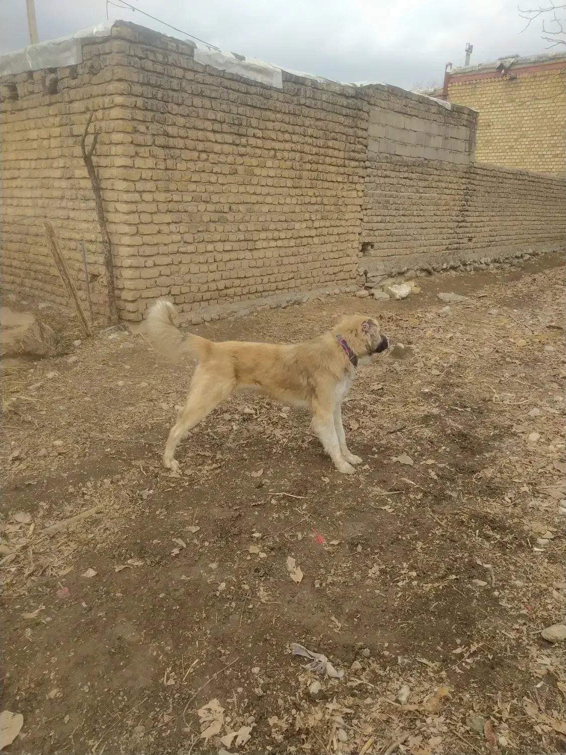 سگ پاکستانی|سگ|الشتر, |دیوار