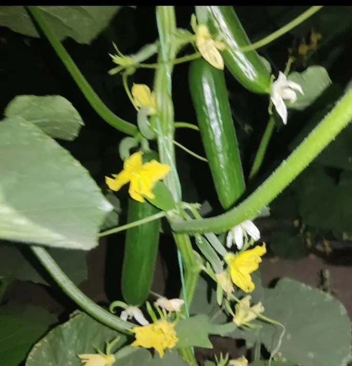 خیار|خوردنی و آشامیدنی|سیرجان, |دیوار