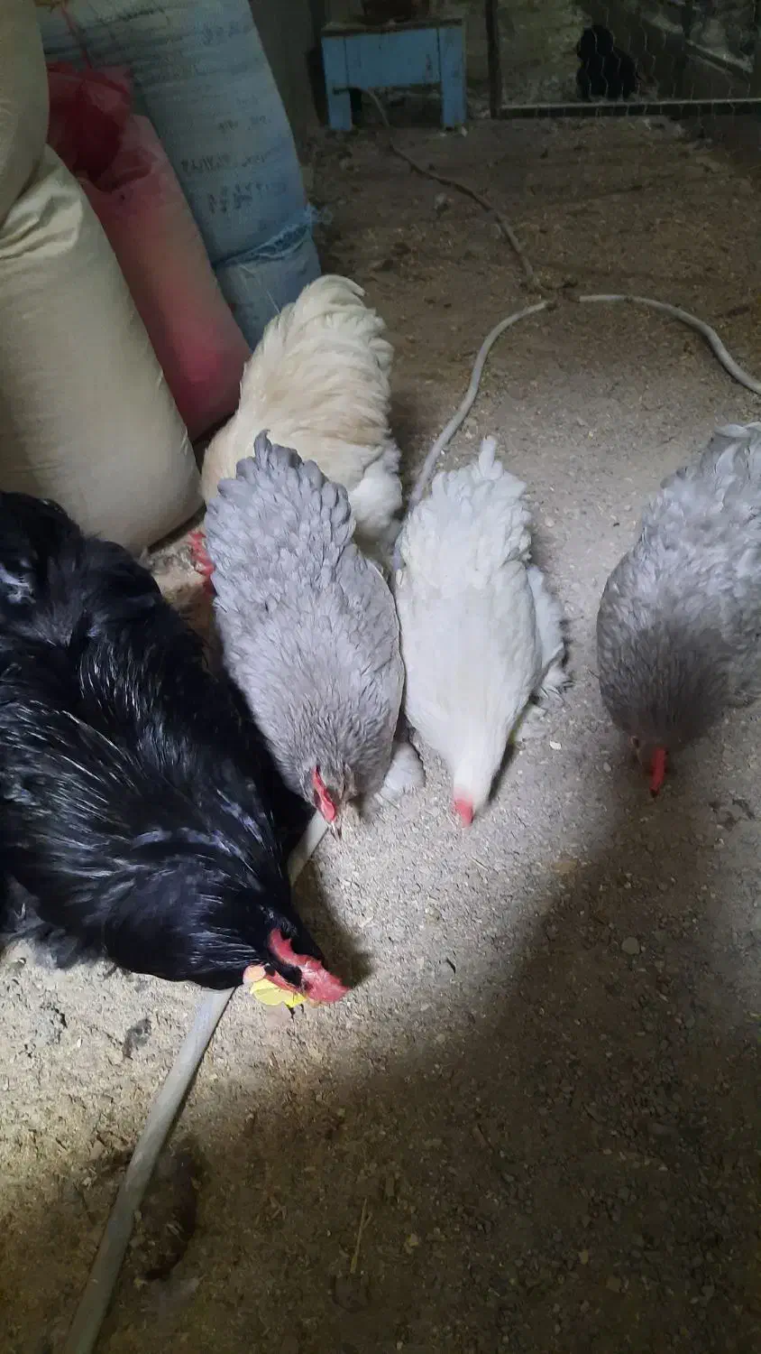 تخم.جوجه ونیمچه. مرغ وخروس نژاد کوشین.آمروک.چاپنیز|حیوانات مزرعه|قزوین, |دیوار