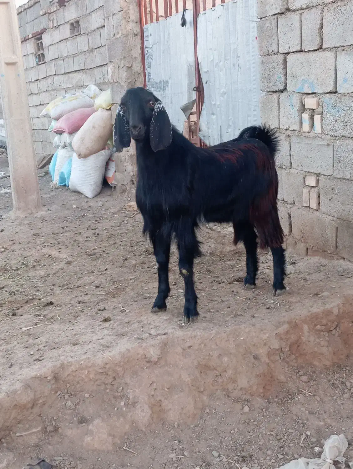 بزغاله نر|حیوانات مزرعه|تربت جام, جامرود|دیوار