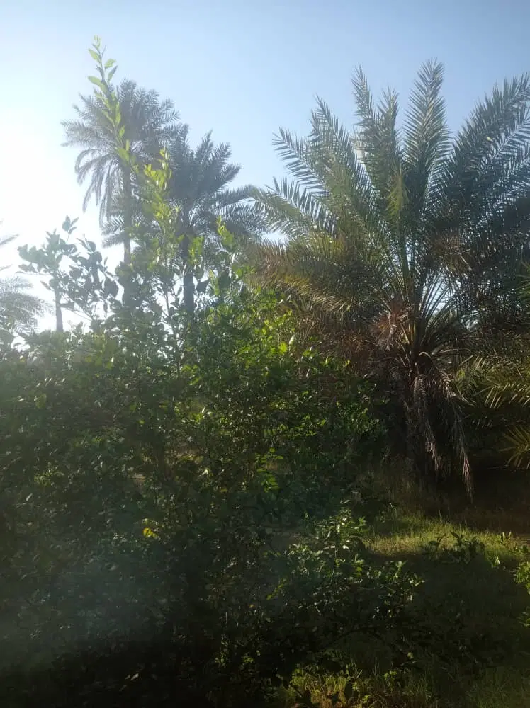 باغ|خدمات باغبانی و درختکاری|بند زرک, |دیوار