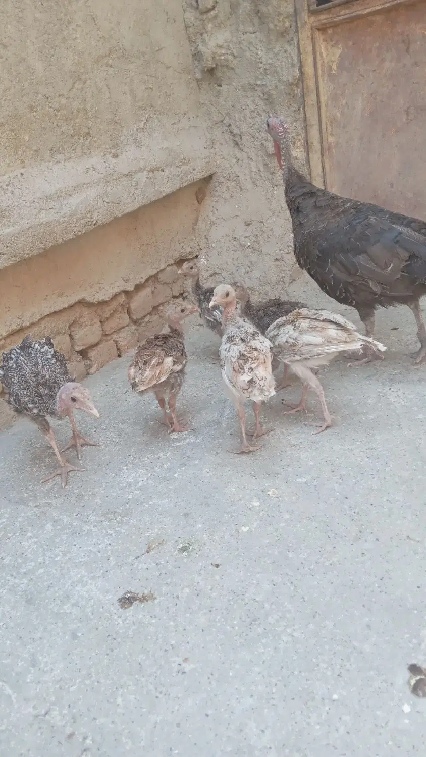 ۹۰۰۰۰۰۰۰|حیوانات مزرعه|دورود, |دیوار
