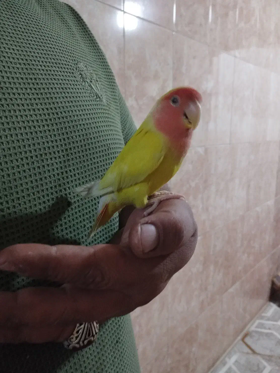 طوطی|پرنده|باغستان, |دیوار