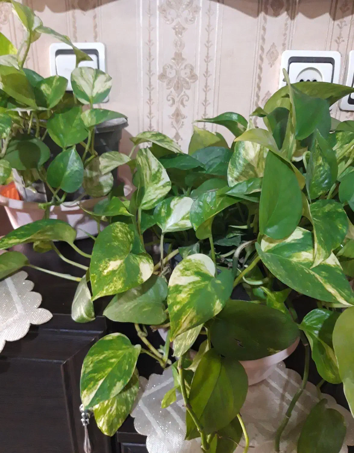 گل زیبا|گل و گیاه طبیعی|کرج, برغان|دیوار