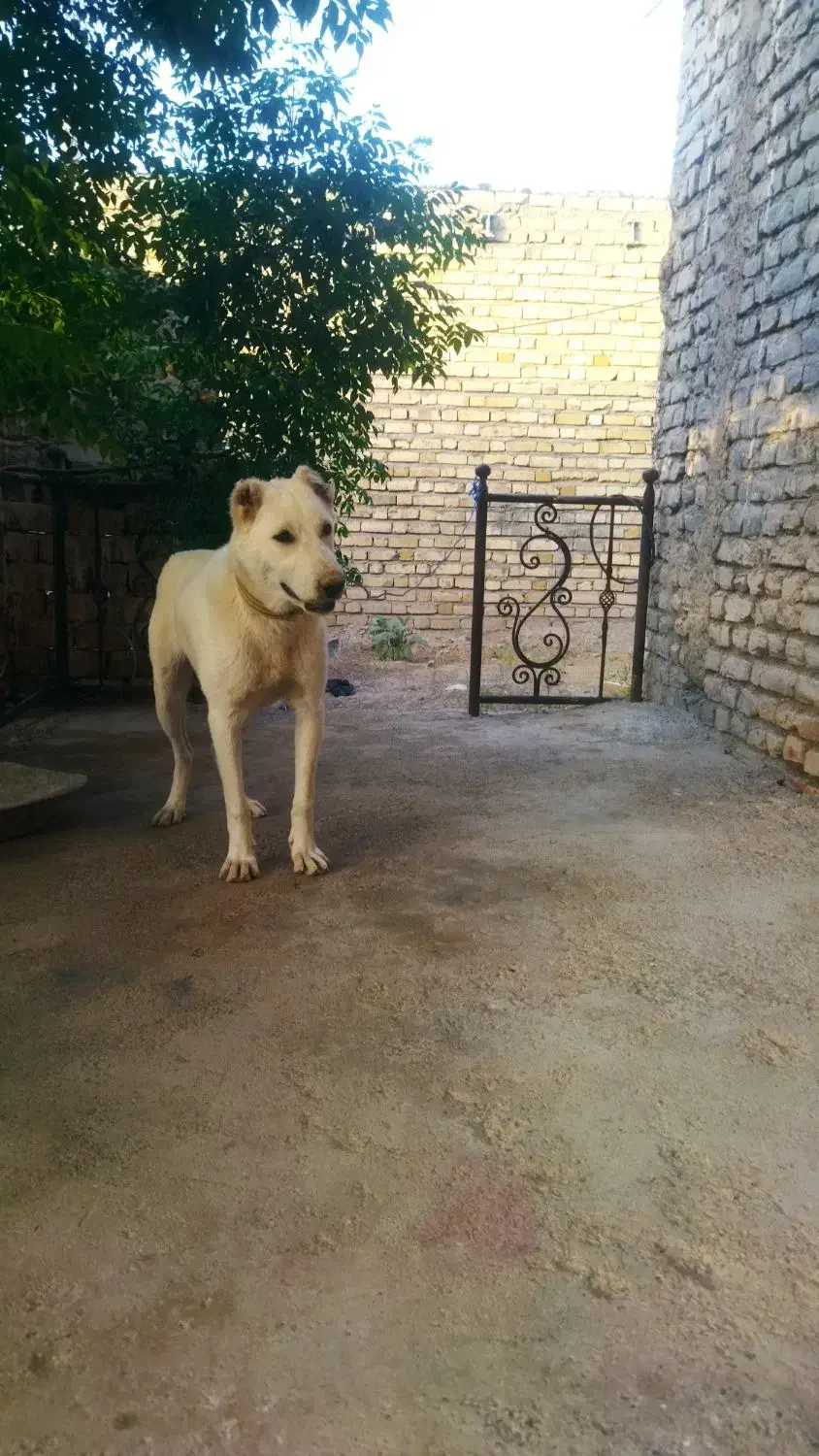 سگ رمه|سگ|خواف, |دیوار
