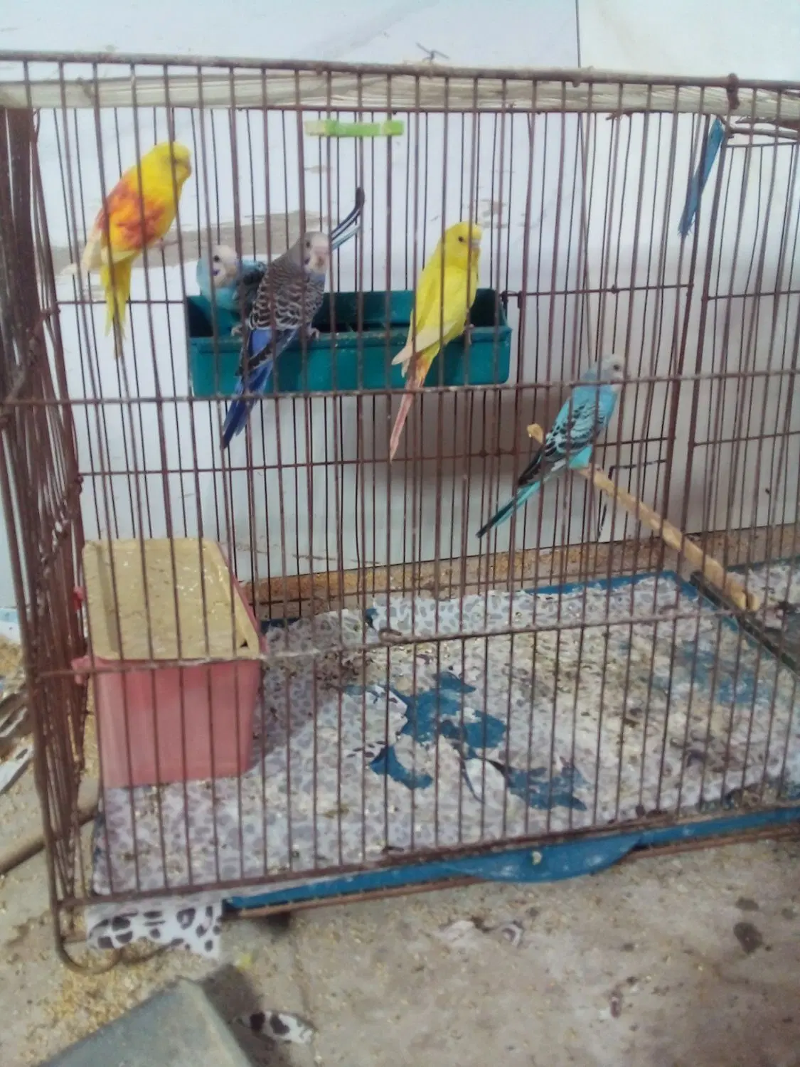 مرغ عشق|پرنده|زارچ, |دیوار
