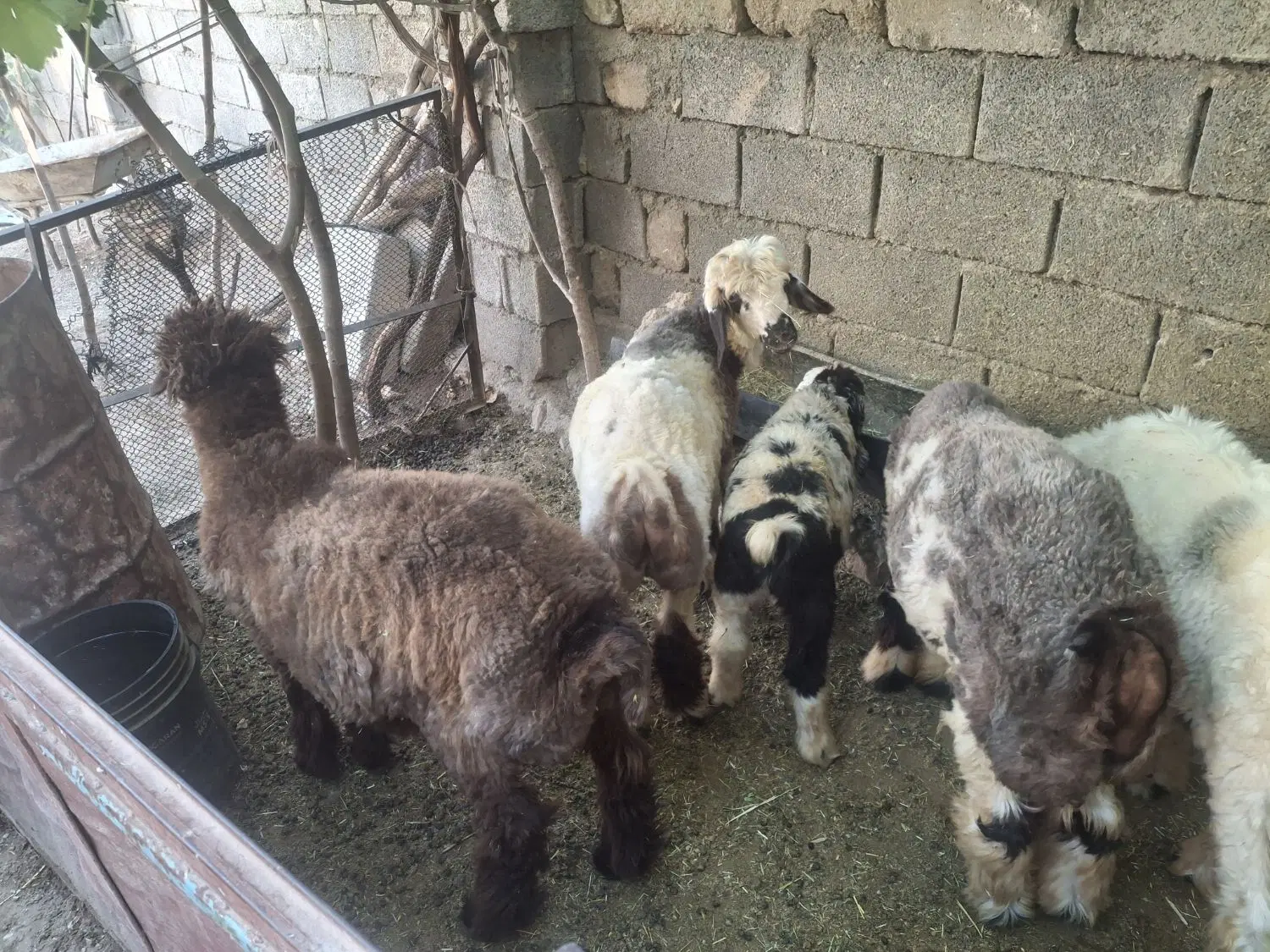 بره|حیوانات مزرعه|صمصامی, |دیوار