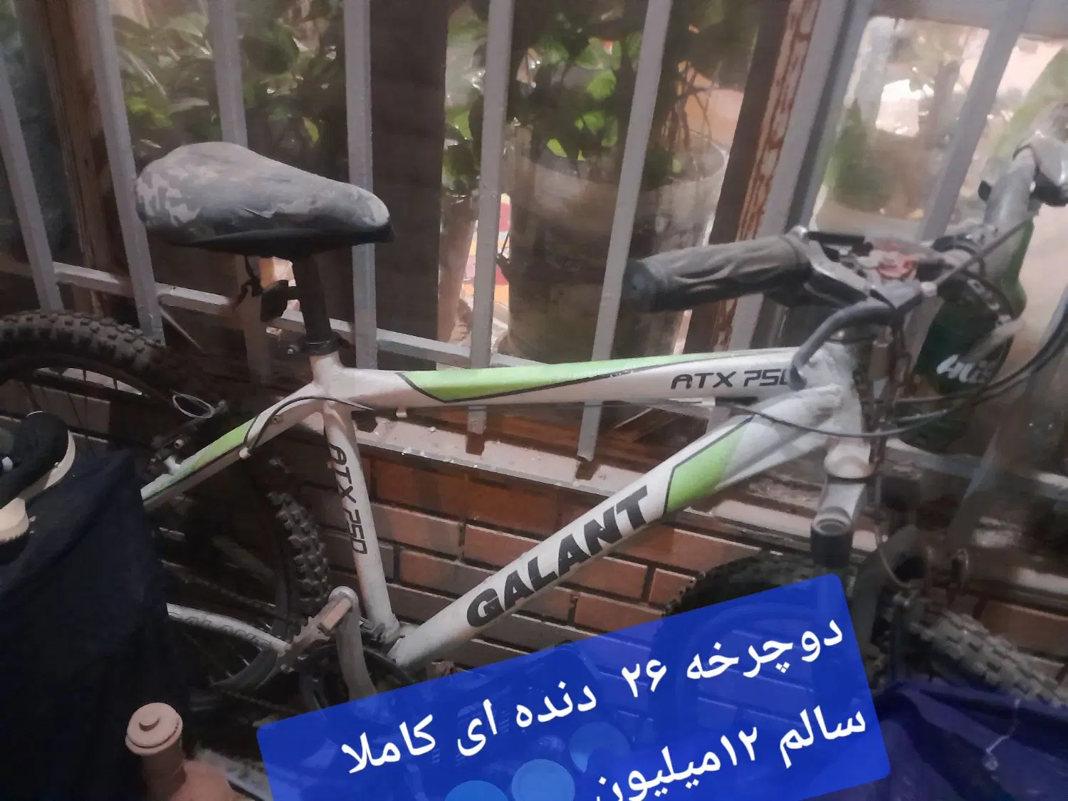 گل وگیاه|گل و گیاه طبیعی|شیراز, رازی|دیوار