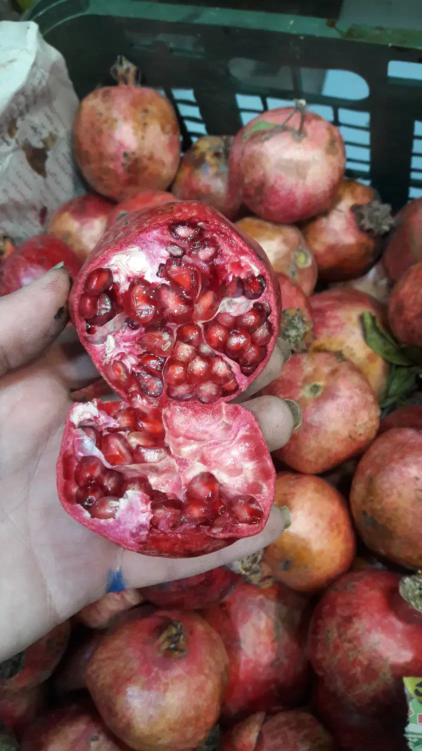 پرتقال ابگیری|خوردنی و آشامیدنی|مشهد, یاس|دیوار