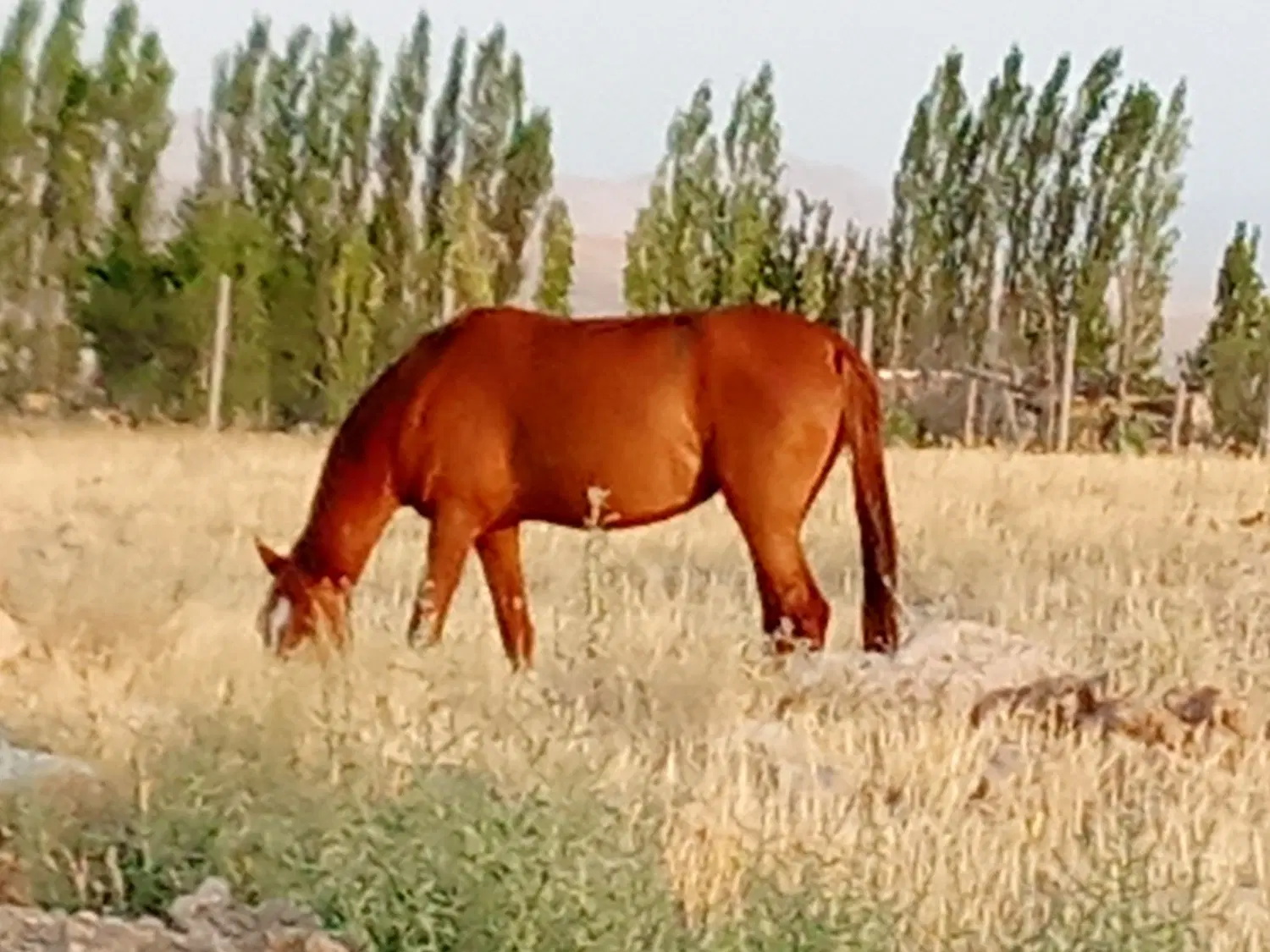 اسب|اسب و تجهیزات اسب‌سواری|اردبیل, |دیوار
