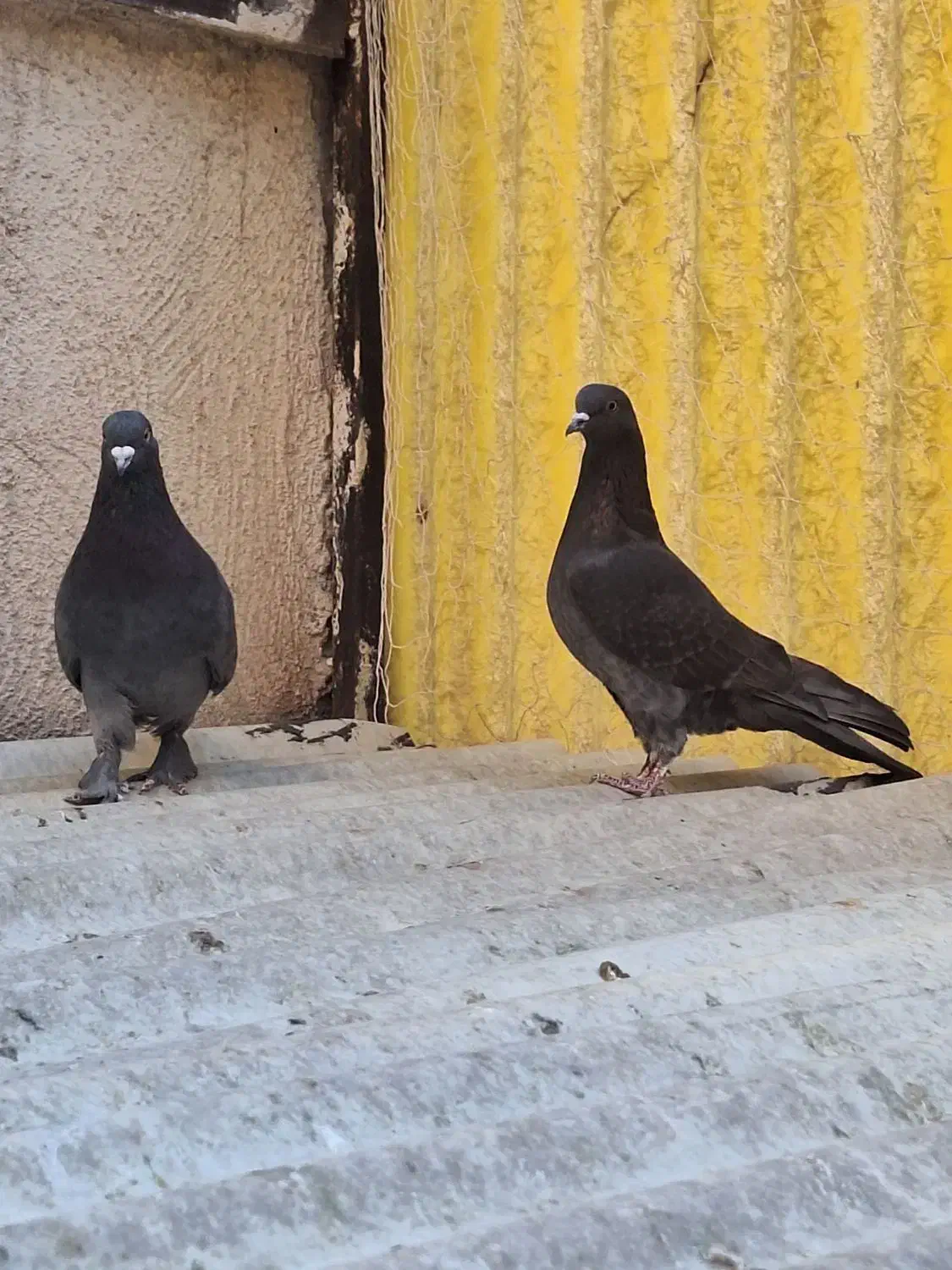 کبوتر|پرنده|تهران, امام حسین|دیوار