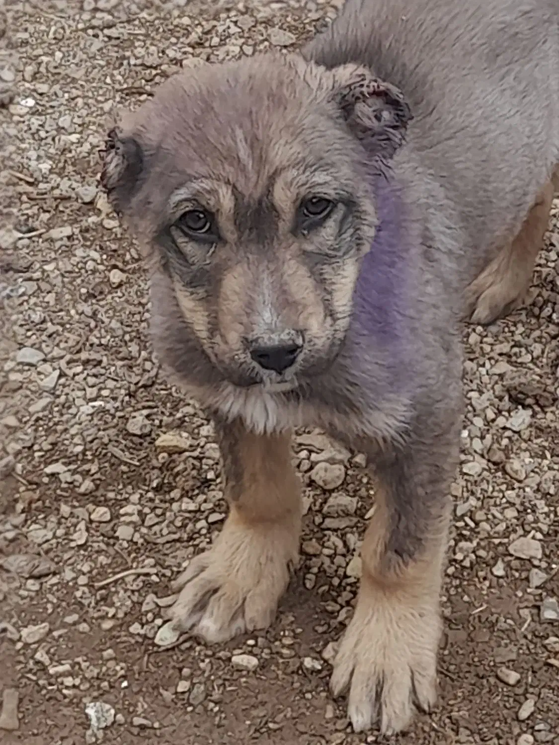 سگ سراب|سگ|خرمدره, |دیوار