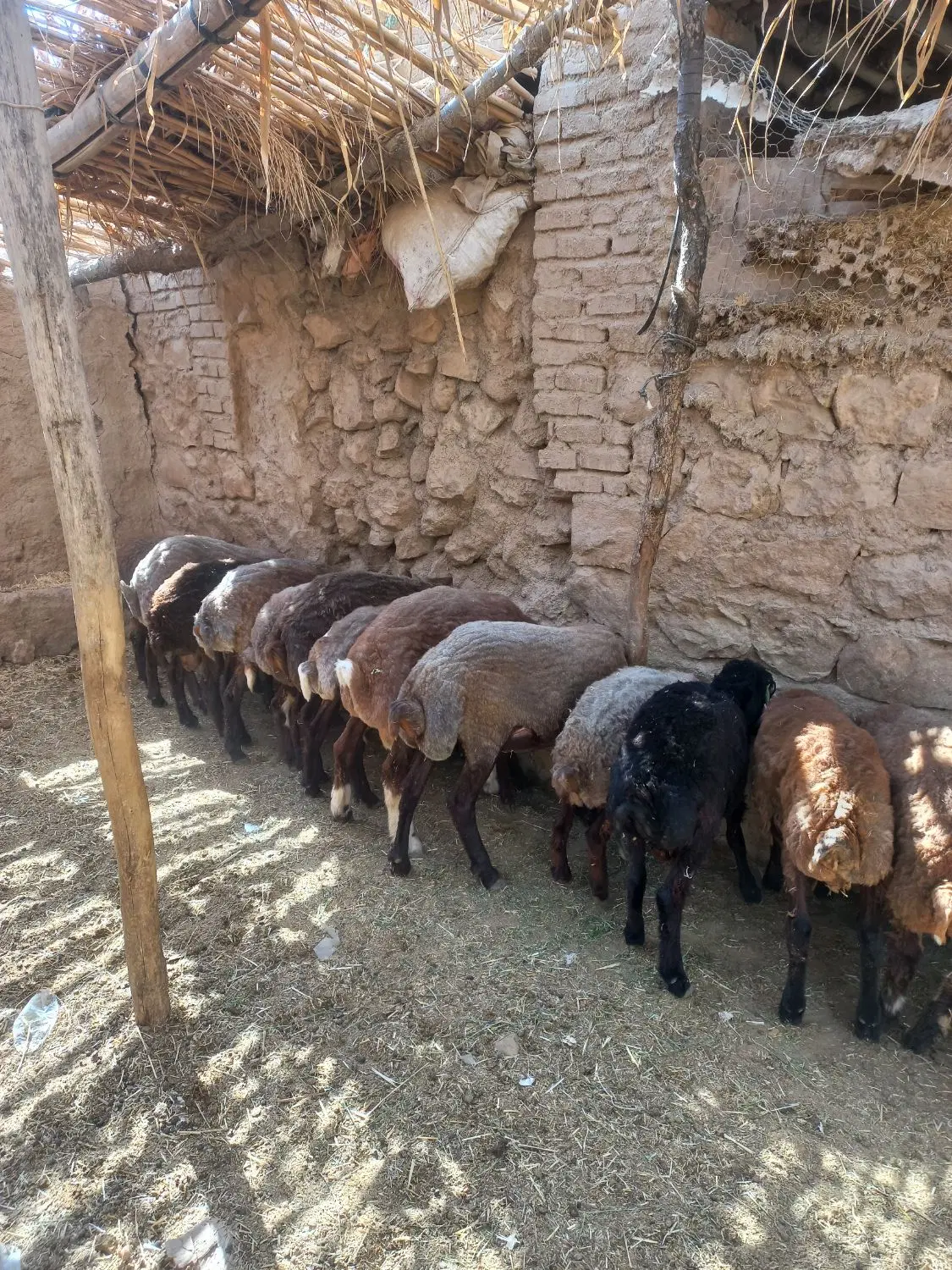 بره|حیوانات مزرعه|کوهدشت, |دیوار