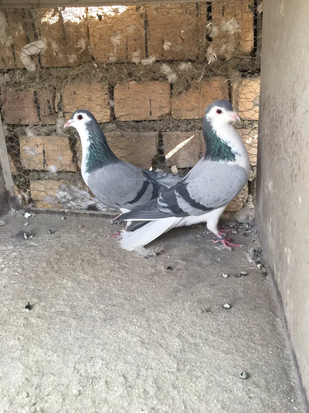 دمگیر بومی|پرنده|اصفهان, جوزدان الیادران|دیوار